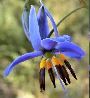 This image has an empty alt attribute; its file name is dianella-admixta-small.jpg